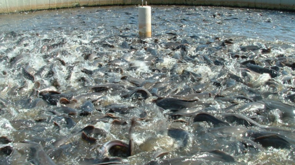 fish farming in nigeria