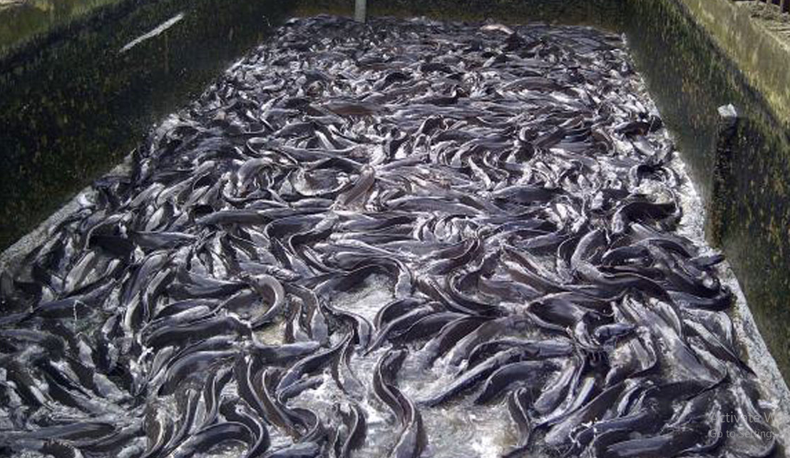 fish farming in nigeria