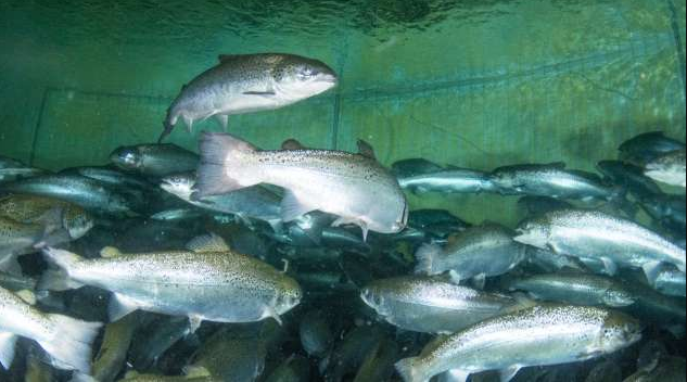 fish farming in nigeria