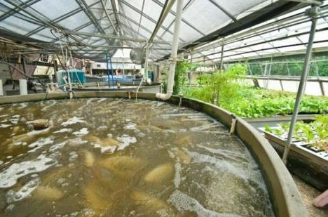 fish farming in nigeria