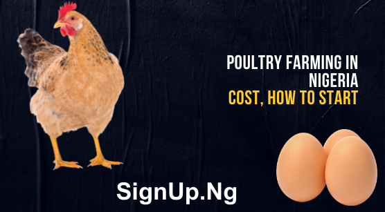 Poultry Farming In Nigeria: Overview, Cost, How to Start