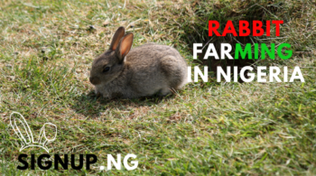rabbit farming in nigeria