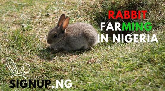 rabbit farming in nigeria