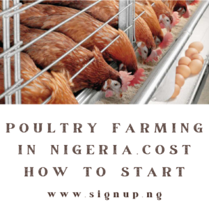 Poultry Farming In Nigeria